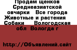 Продам щенков Среднеазиатской овчарки - Все города Животные и растения » Собаки   . Вологодская обл.,Вологда г.